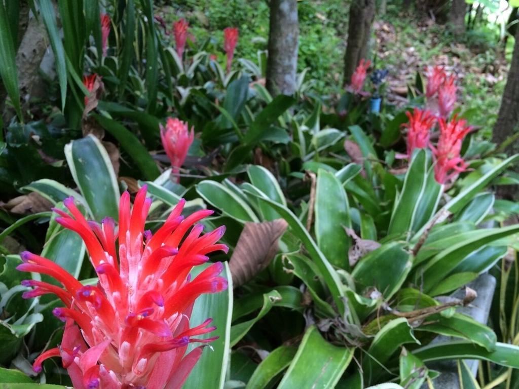 Phu Pha Nam Resort Dan Sai Eksteriør bilde